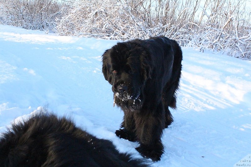 Фото: ньюфаундленд Анабелле Квин оф зэ Моунтайнс