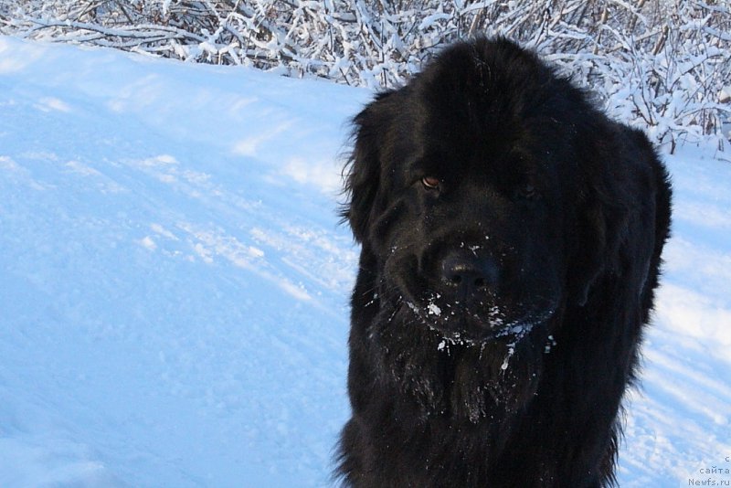 Фото: ньюфаундленд Анабелле Квин оф зэ Моунтайнс