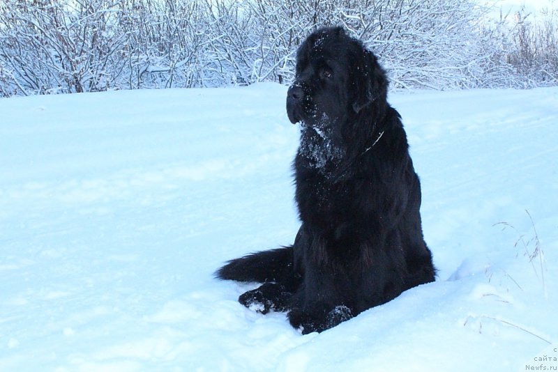 Фото: ньюфаундленд Анабелле Квин оф зэ Моунтайнс