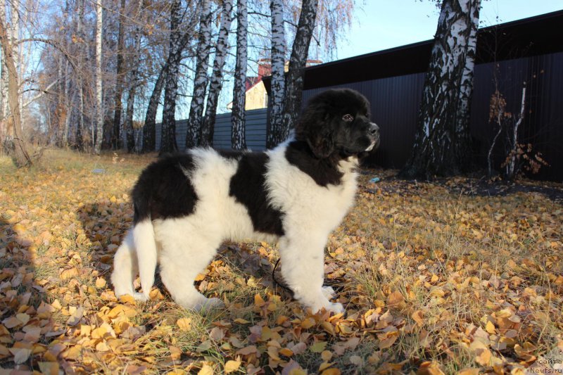 Фотография № 195555