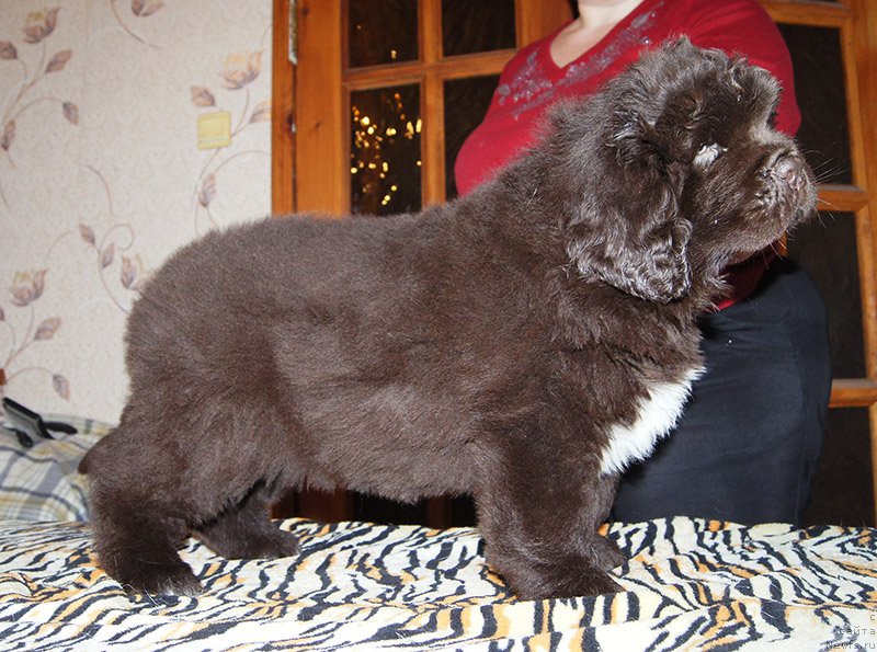 Фотография № 195560