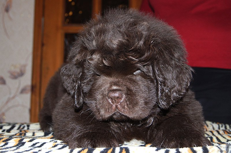 Фотография № 195561