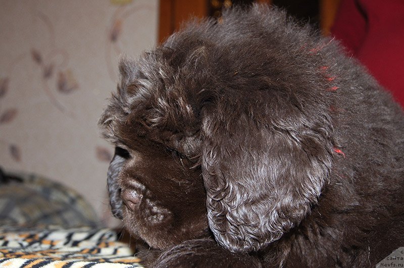 Фотография № 195563