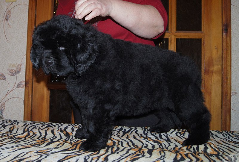 Фотография № 195565