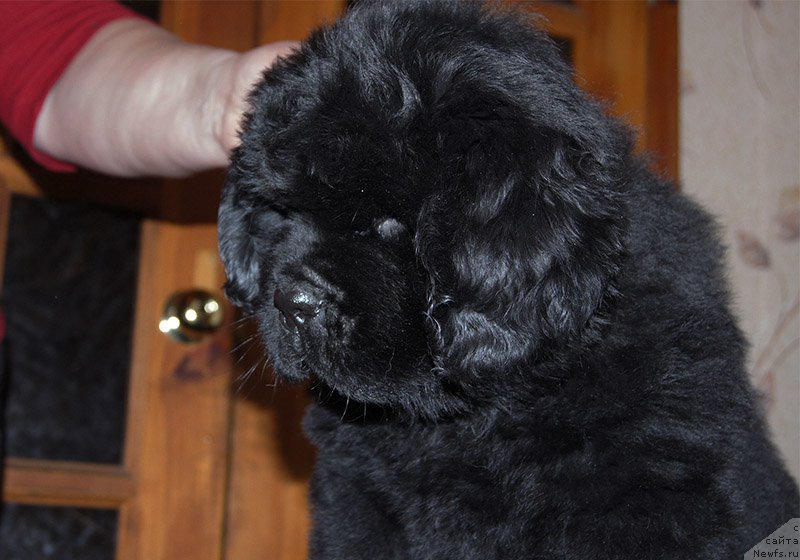 Фотография № 195566