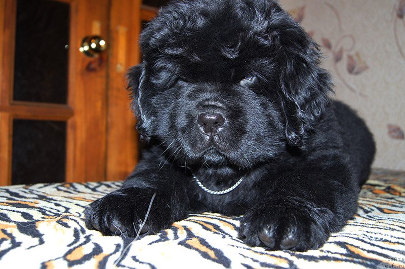 Фото: ньюфаундленд Супер Бизон О Ла Ла