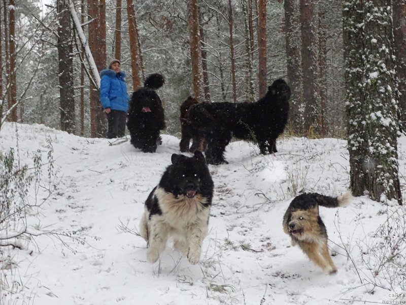Фото: ньюфаундленд Черный Шарм Веллингтон