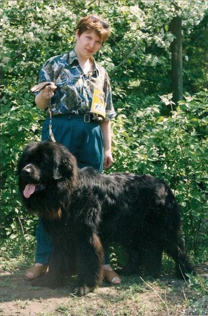 Фото: Татьяна Симакова, ньюфаундленд Тедди Беа Елбар