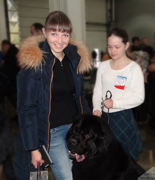 Фото: ньюфаундленд Zhdanny Syn Vialiki Miadzvedz, Мария Шмелева, Юля