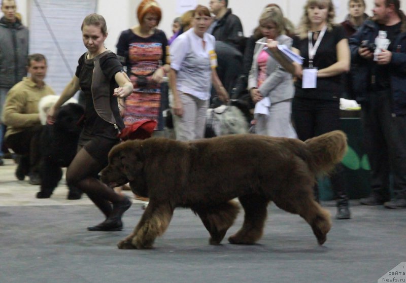 Фото: ньюфаундленд Черный Шарм Ангельская Красота (Chernyi Sharm Angel'skaya Krasota)