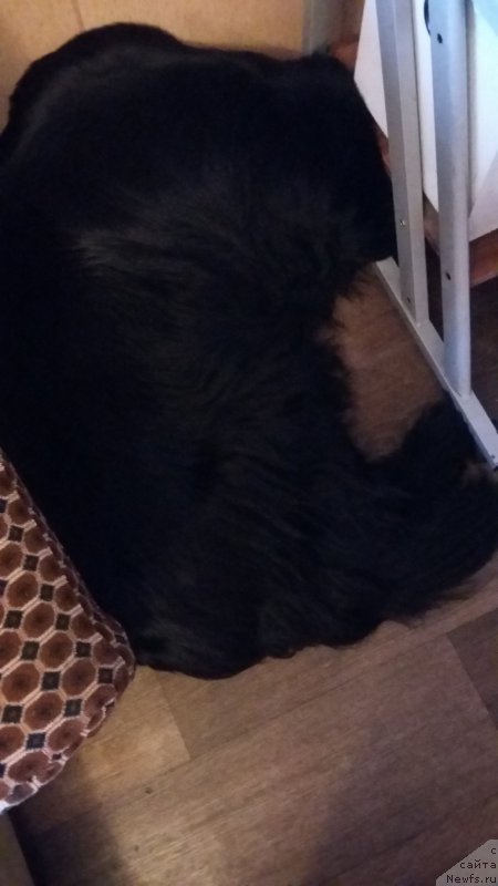 Фото: ньюфаундленд Супер Премиум Мерлин Монро