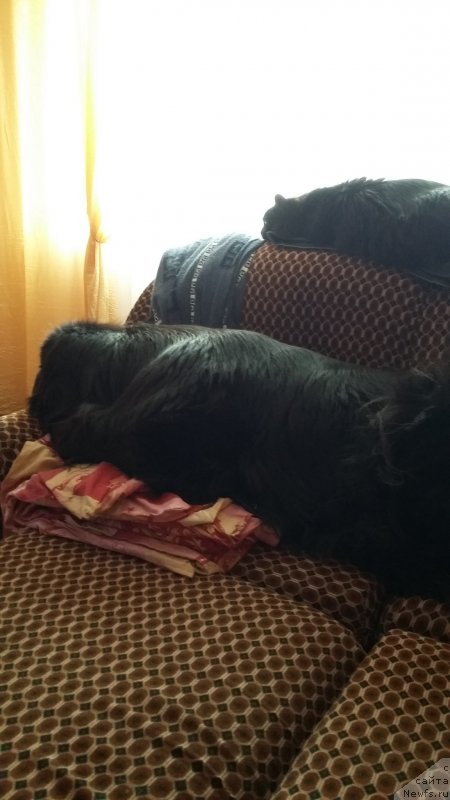 Фото: ньюфаундленд Супер Премиум Мерлин Монро, Кот Бобрик