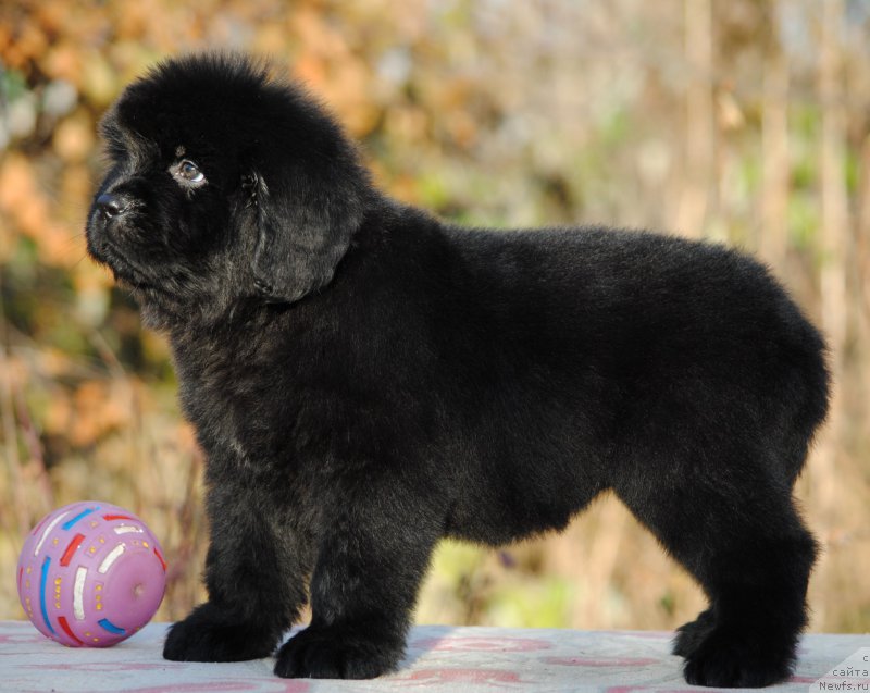 Фото: ньюфаундленд Моя Стихия Ламборджини (Moya Stikhiya Lamborghini)