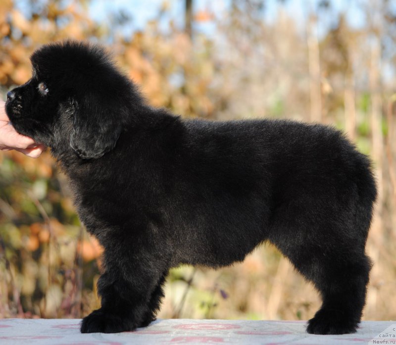 Фото: ньюфаундленд Моя Стихия Ламборджини (Moya Stikhiya Lamborghini)