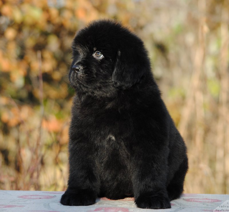 Фотография № 195588