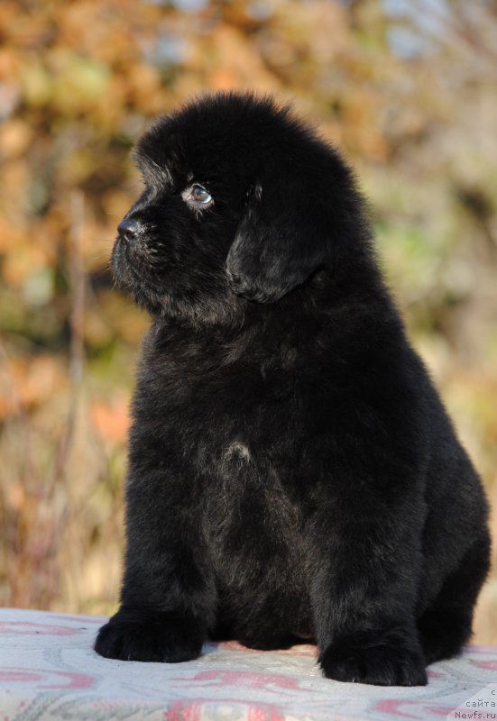 Фотография № 195589