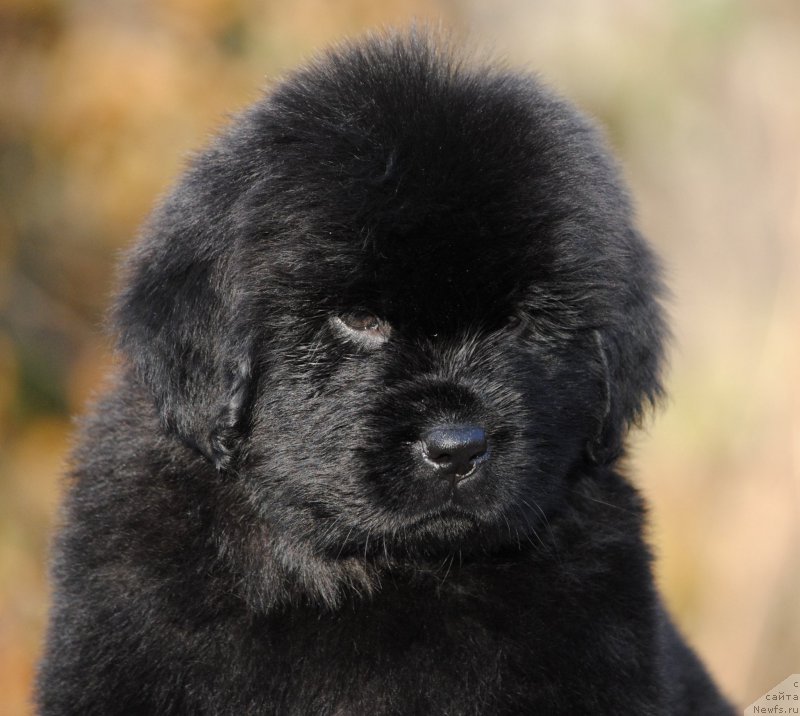 Фотография № 195590