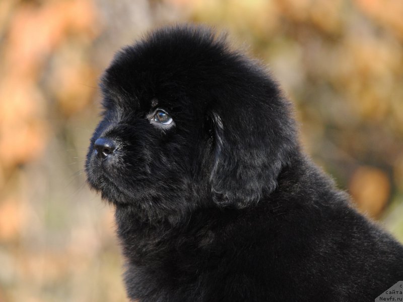 Фотография № 195591