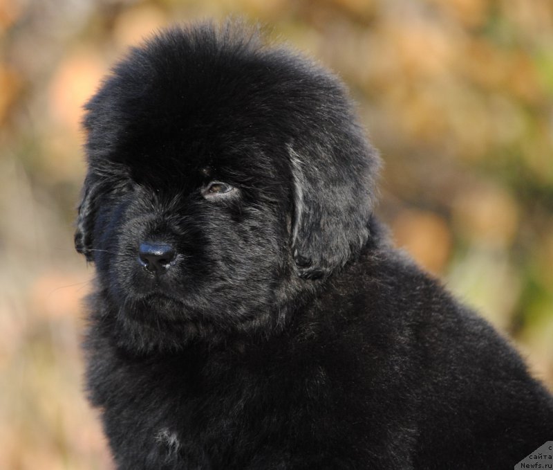 Фотография № 195592