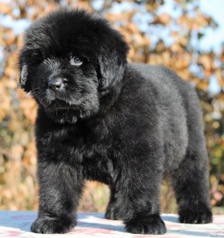 Фотография № 195593