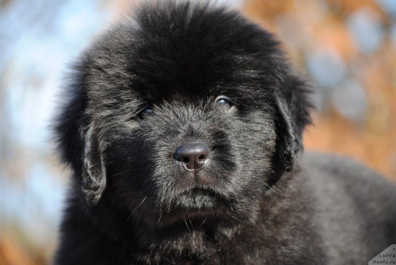 Фотография № 195595