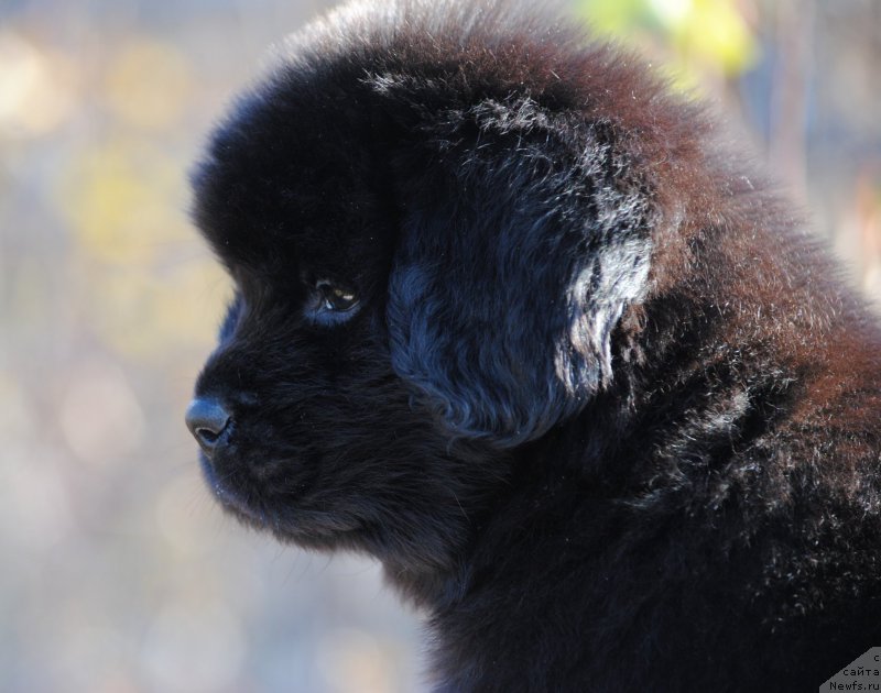 Фотография № 195597