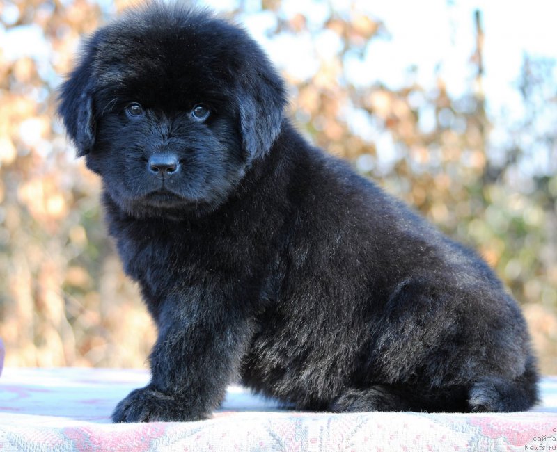 Фотография № 195599