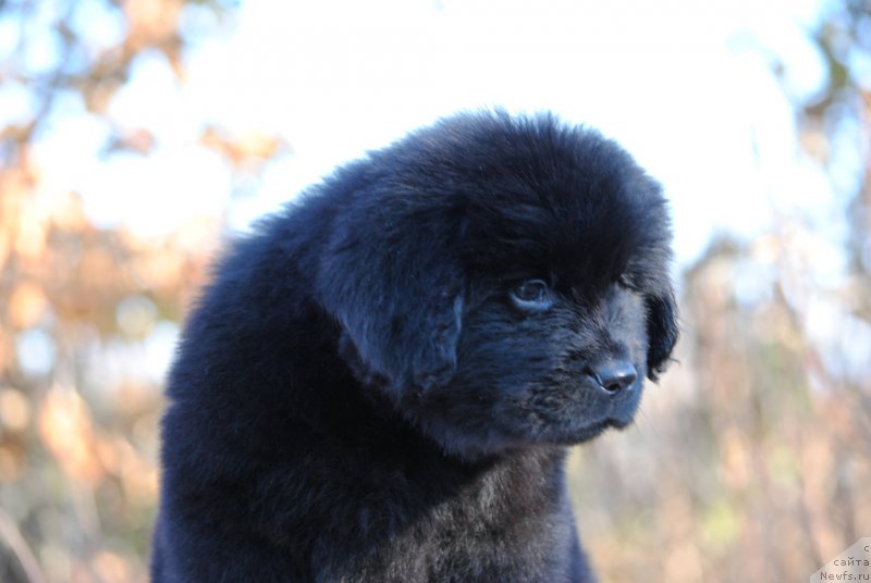 Фотография № 195606