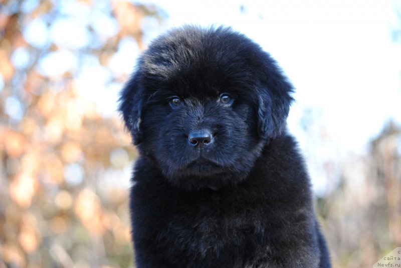 Фотография № 195607