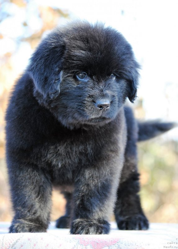 Фотография № 195611