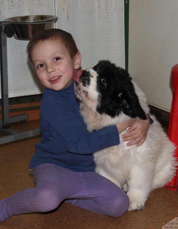 Фото: ньюфаундленд Злат Консталекс Лексус, (2 мес.) и Саша (4 года)