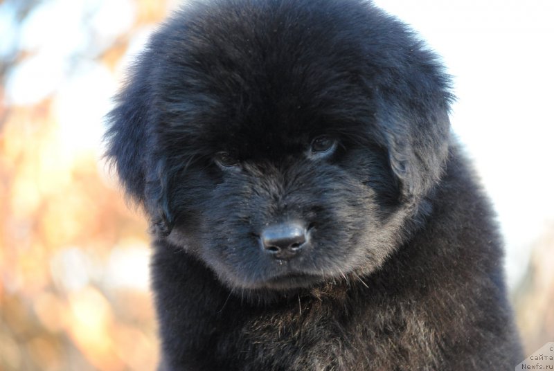 Фото: ньюфаундленд Моя Стихия Летиссия