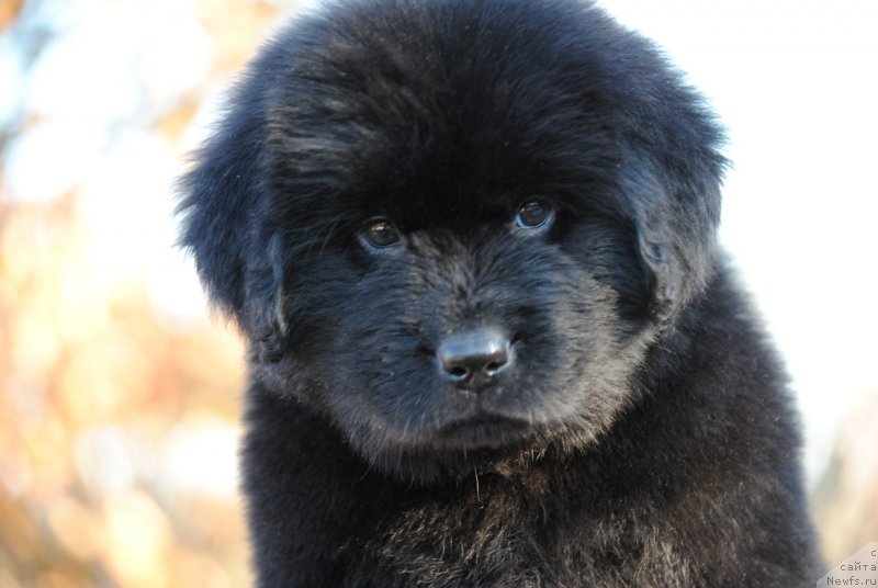 Фото: ньюфаундленд Моя Стихия Летиссия
