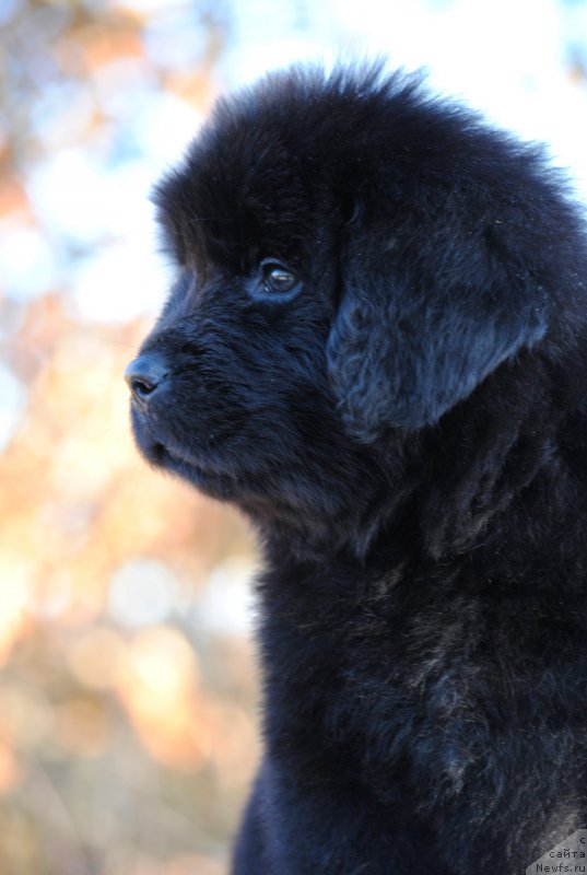 Фото: ньюфаундленд Моя Стихия Летиссия