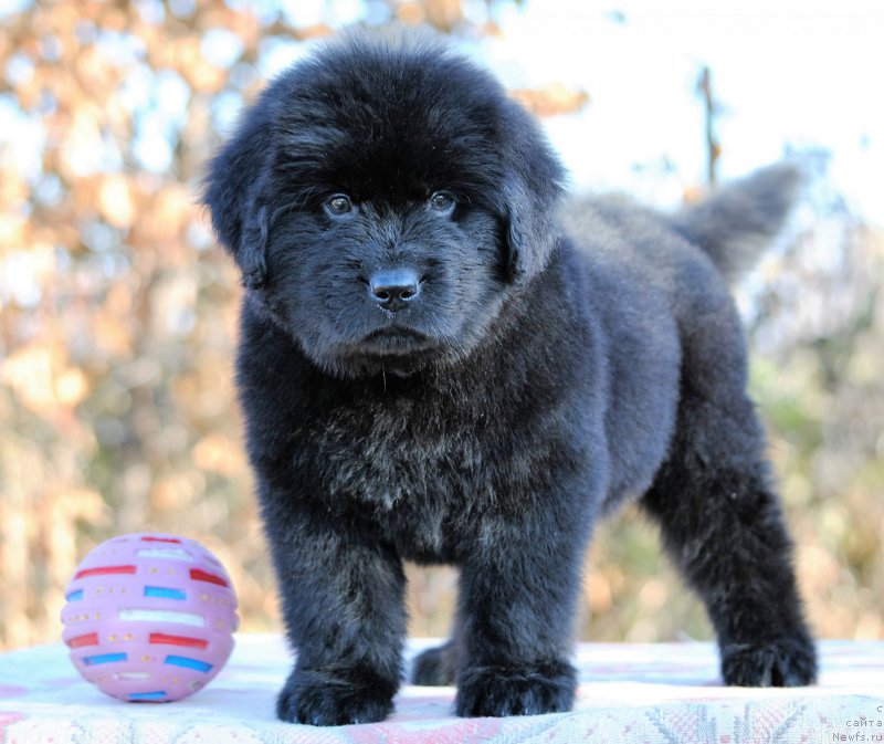 Фото: ньюфаундленд Моя Стихия Летиссия