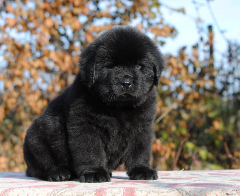 Фотография № 195625