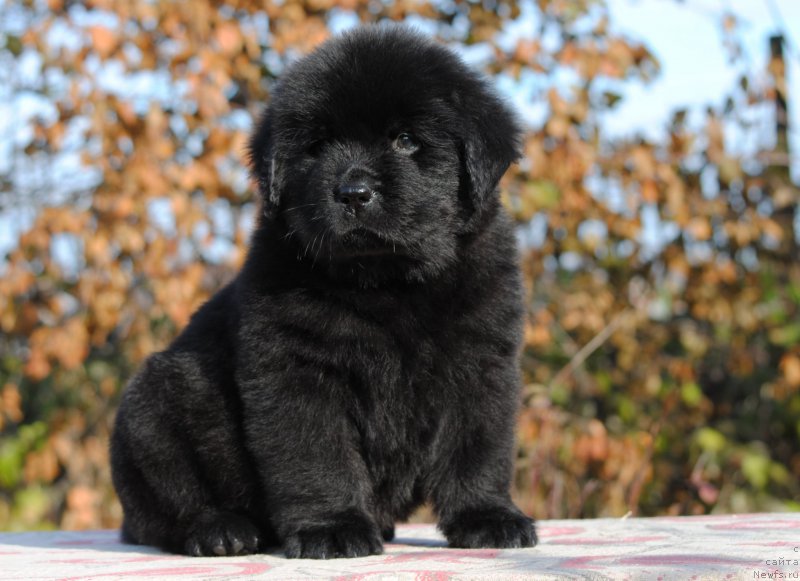 Фотография № 195626