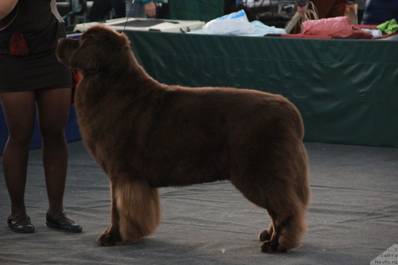 Фото: ньюфаундленд Черный Шарм Ангельская Красота (Chernyi Sharm Angel'skaya Krasota)