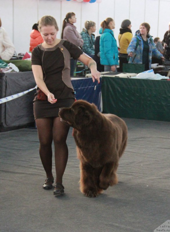 Фото: ньюфаундленд Черный Шарм Ангельская Красота (Chernyi Sharm Angel'skaya Krasota)