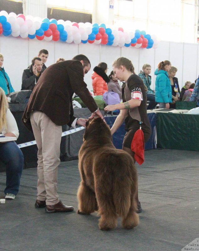 Фото: ньюфаундленд Черный Шарм Ангельская Красота (Chernyi Sharm Angel'skaya Krasota)