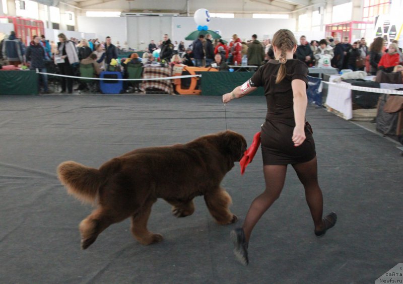 Фото: ньюфаундленд Черный Шарм Ангельская Красота (Chernyi Sharm Angel'skaya Krasota)