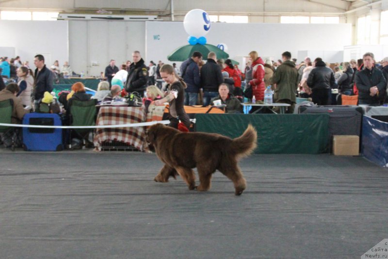 Фото: ньюфаундленд Черный Шарм Ангельская Красота (Chernyi Sharm Angel'skaya Krasota)