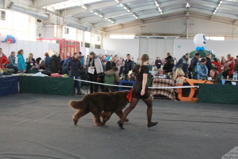 Фото: ньюфаундленд Черный Шарм Ангельская Красота (Chernyi Sharm Angel'skaya Krasota)