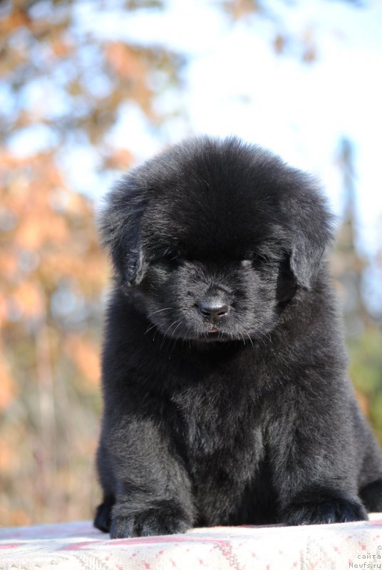 Фото: ньюфаундленд Моя Стихия Линда Ховард