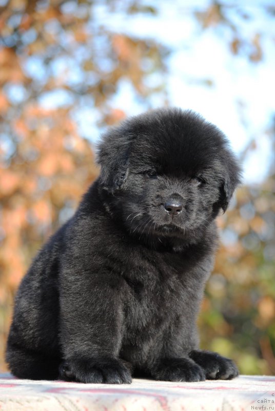 Фото: ньюфаундленд Моя Стихия Линда Ховард