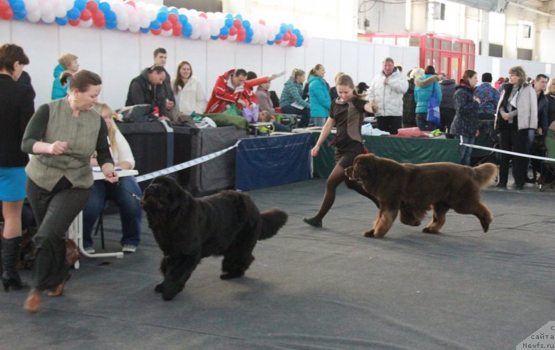 Фото: ньюфаундленд Черный Шарм Ангельская Красота (Chernyi Sharm Angel'skaya Krasota), ньюфаундленд Акватория Келвин Щедрость Фортуны (Aquatoriya Kelvin Schedrost Fortuny)