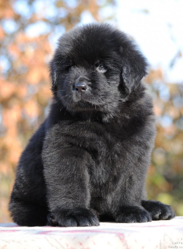 Фото: ньюфаундленд Моя Стихия Линда Ховард