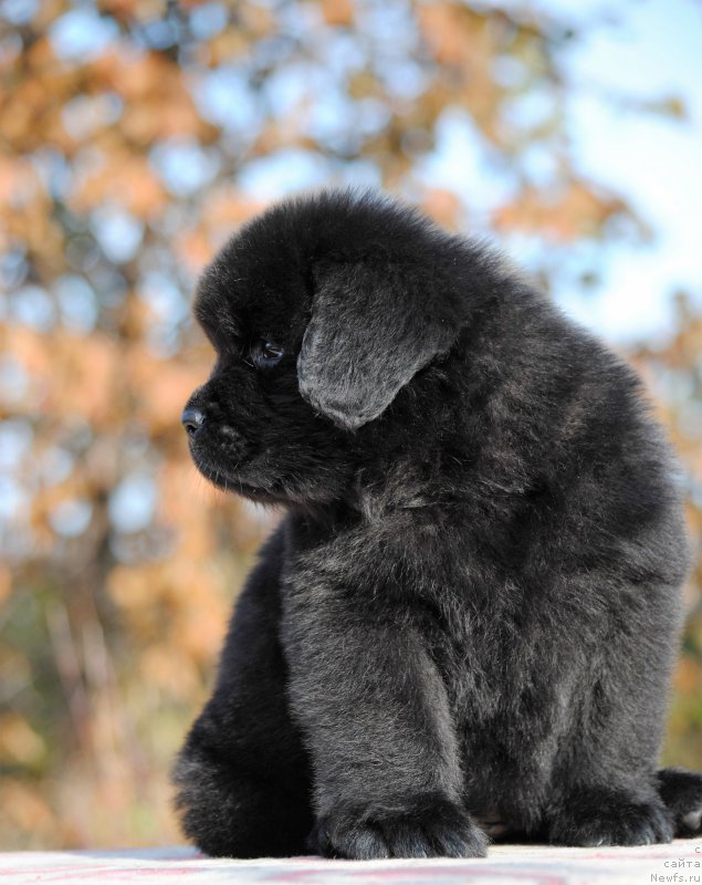 Фотография № 195643