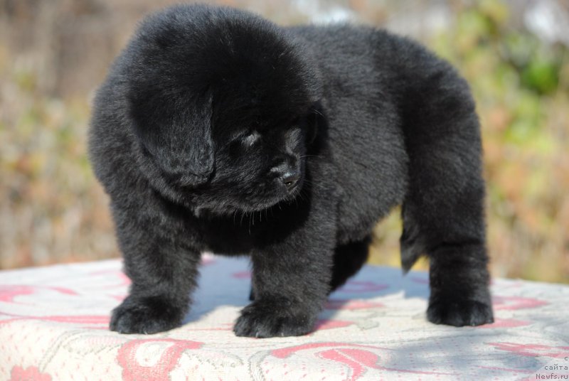 Фотография № 195645