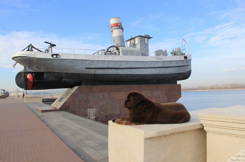 Фото: ньюфаундленд Черный Шарм Ангельская Красота (Chernyi Sharm Angel'skaya Krasota)